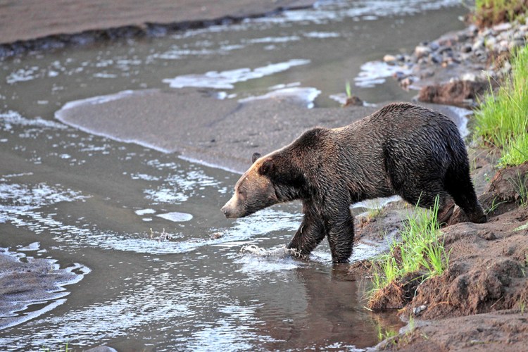 A grizzly bear roams in the Lamar Valley in Yellowstone National Park in Wyoming in this 2012 photo. Marc Cooke/Wolves of the Rockies via AP