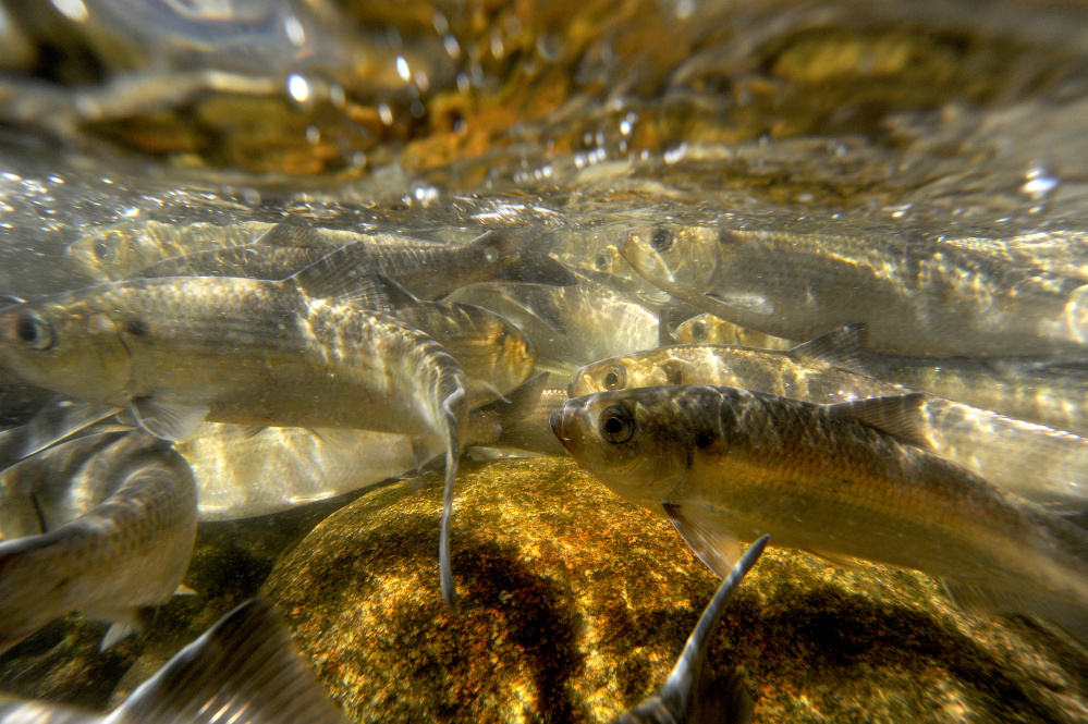 Alewives swim upstream in 2014 to Webber Pond in Vassalboro.