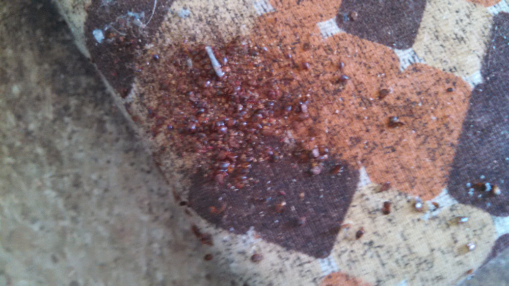 Bedbugs were found earlier this year in boarding houses at 382 and 384 Water St., Augusta officials said, prompting officials to take a closer look at city ordinances.