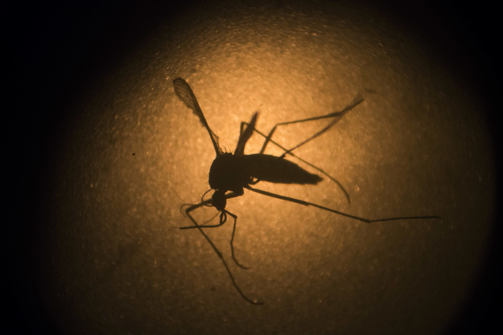 An Aedes aegypti mosquito is photographed through a microscope. The Zika virus is spread by mosquitoes.