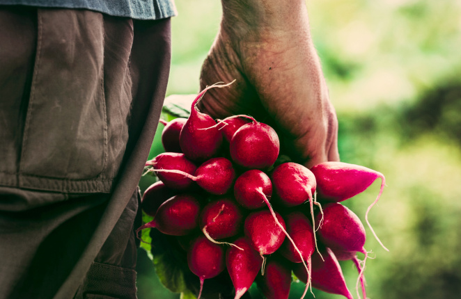 Radishes' bracing, head-clearing bite is a spring tonic.   AP file photo