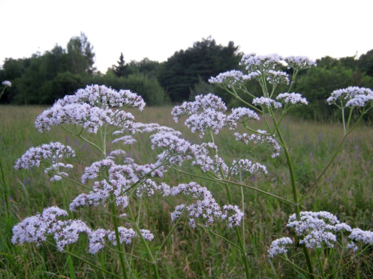 Valerian root can be dug up, dried, chopped and made into an unusually effective, and safe, sedative tea.