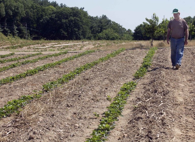 Farmer John Lavoie walks through a drying strawberry patch in Hollis, N.H., Thursday. Parts of the Northeast are in the grips of a drought that has led to water restrictions, wrought havoc on gardens and raised concerns among farmers.