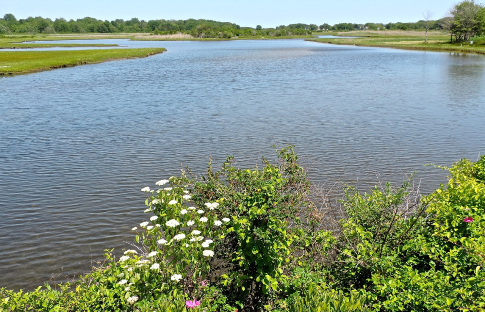 The northern marsh of the Webhannet River offers an abundance of wilderness beauty – and if you plan your journey to encompass both low and high tide, you'll get two distinct experiences.