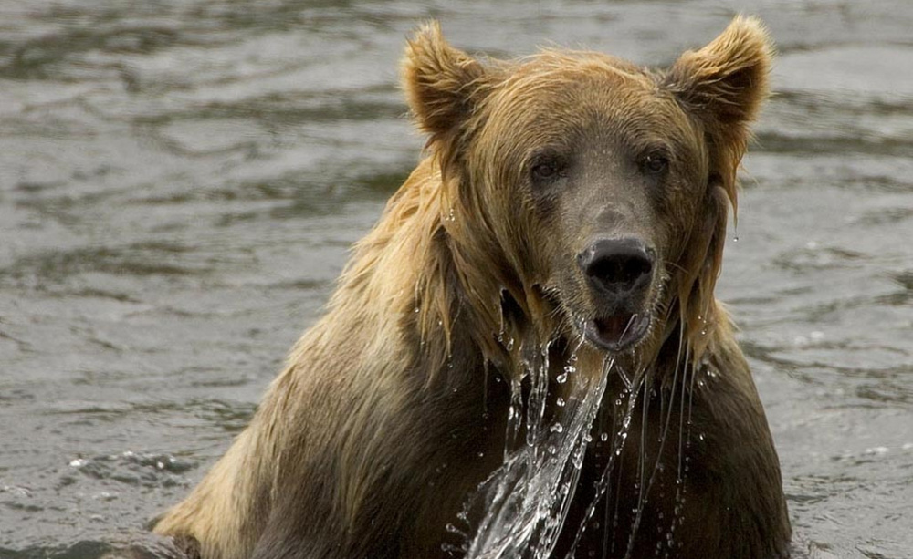 Advocates for the ban say unfair hunting methods bait bears and shoot wolves in dens, while Alaskan officials say moose and caribou populations thrive when predators are kept in check.