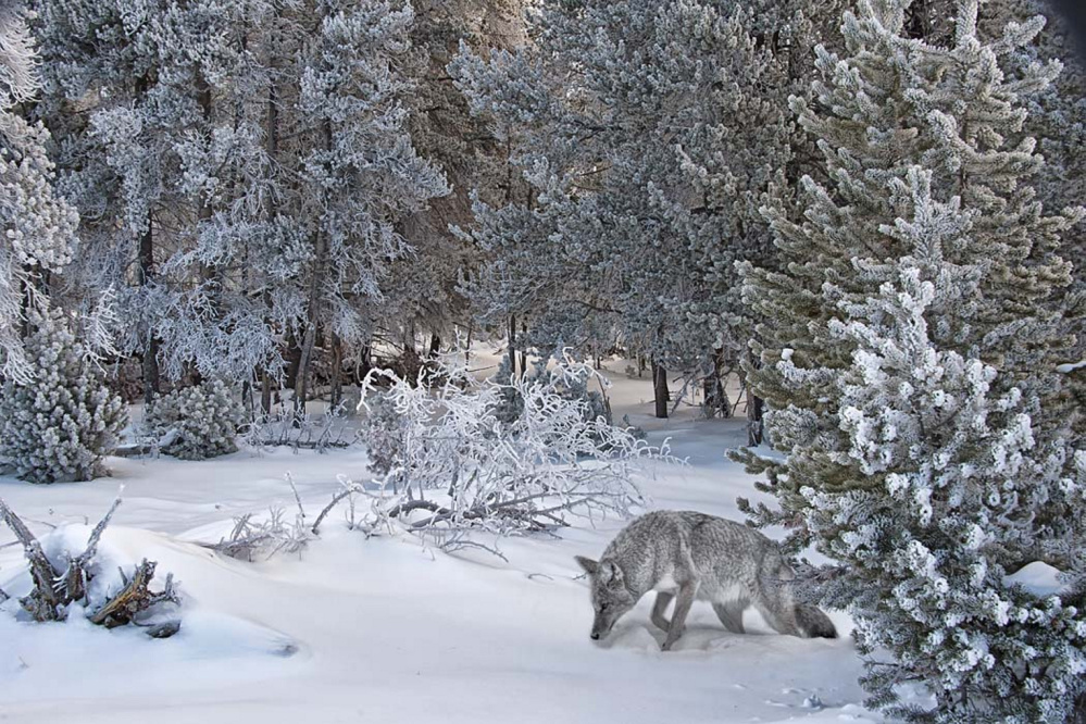 Gary Westerhoff, nature photographer, will present a narrated slide show, The Magnificent Rockies: Captured Moments, on at 7 p.m. Friday, Aug. 5, at the RFA Lakeside Theater, 2493 Main St., in Rangeley. At-will donations support youth programs of the RFA.