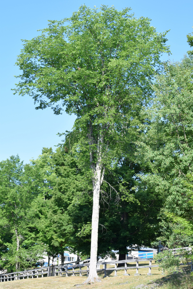 A surviving American elm in front of the Mount Holly Cemetery in Troy.