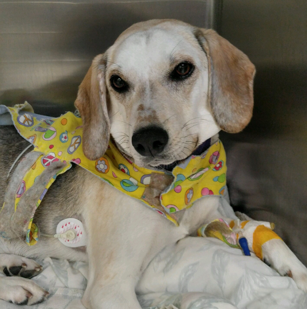 Addie rests after unsuccessful surgery Wednesday for a heart condition. Her foster owner, Samantha Fields, who raised thousands in donations to pay for the Humane Society Waterville Area dog's treatment, said they'll try again in two weeks.