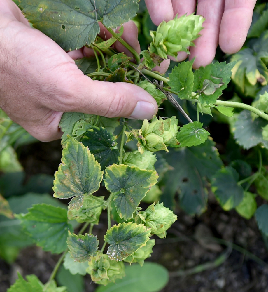 Jeff Powers looks at his first crop of hops Tuesday in his 1-acre field at Bigelow Brewing Co. in Skowhegan.