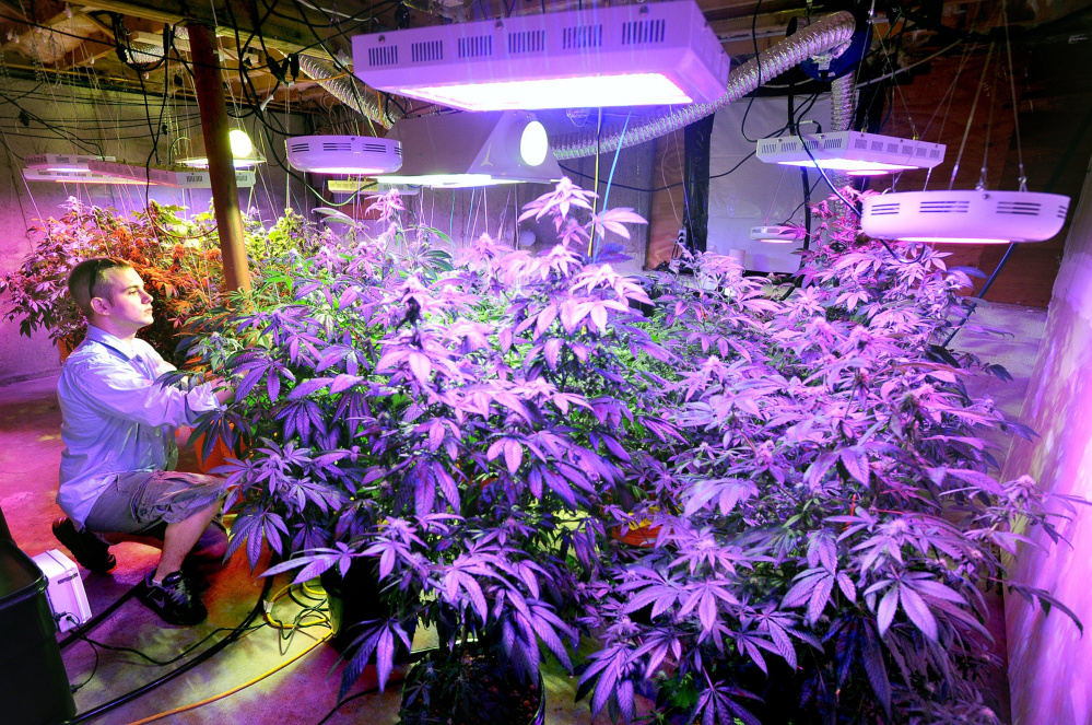 Maine already requires caregivers to grow their plants in secure enclosures away from public view and prohibits them from forming collectives where they grow plants together.