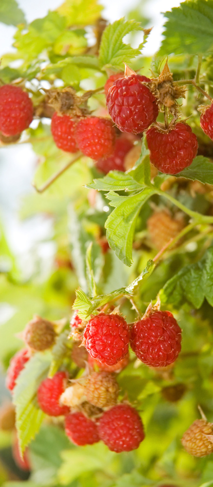 Cutting back the raspberry patch in fall will save you work in the spring.