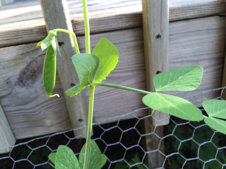 My entire crop of sugar snaps probably amounted to fewer than 25. I ate them straight from the vine whenever I passed by and noticed one was ready. A meager harvest? Or a rare and valuable one? I decided to adopt the latter perspective.