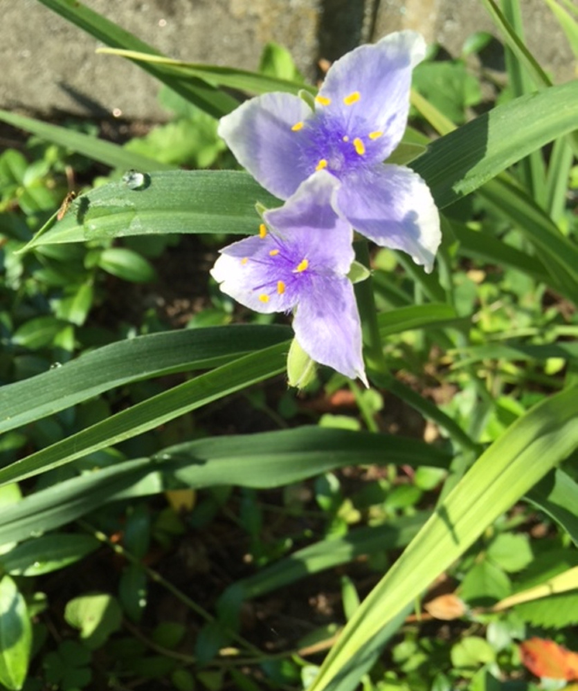 This showed up among the vinca I planted at the side of the house. I've no idea what it is or if it's classified as a weed, but isn't it pretty?