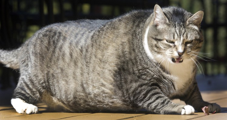 Logan is an easygoing 8-year-old tabby. Susan and Tor Brunvand adopted him from a shelter six years ago.