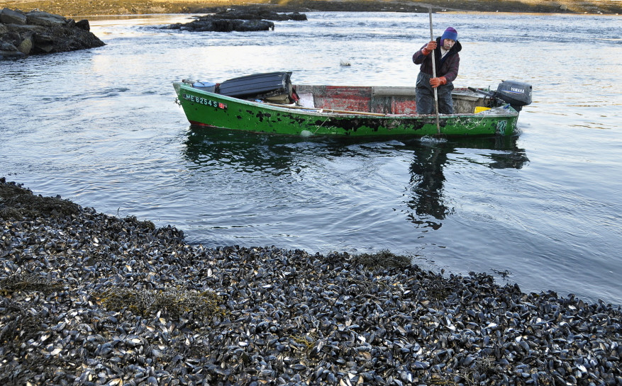 Wild mussels like these covering a South Harpswell shore in 2009 are among the many creatures vanishing from the coast as the ocean warms and grows more acidic. File photo/Gordon Chibroski