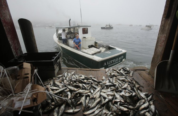 David Jones pulls away from the bait shed at Greenhead Lobster in Stonington as Felishia Taylor hoses down the deck last month. The price of herring has remained high this season.