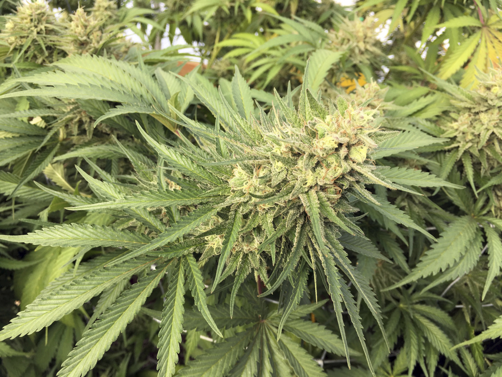 A marijuana bud is seen before harvesting at a rural area near Corvallis, Ore. If Question 1 passes, this could be a legal crop in Maine.