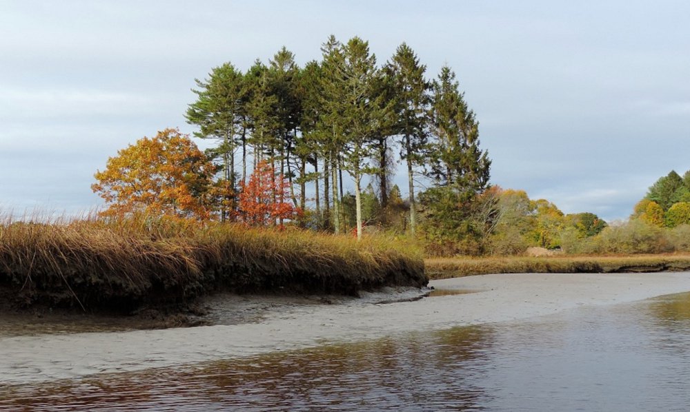 A small pine grove grows near the mouth of the Mousam River adjacent to Parsons Beach.