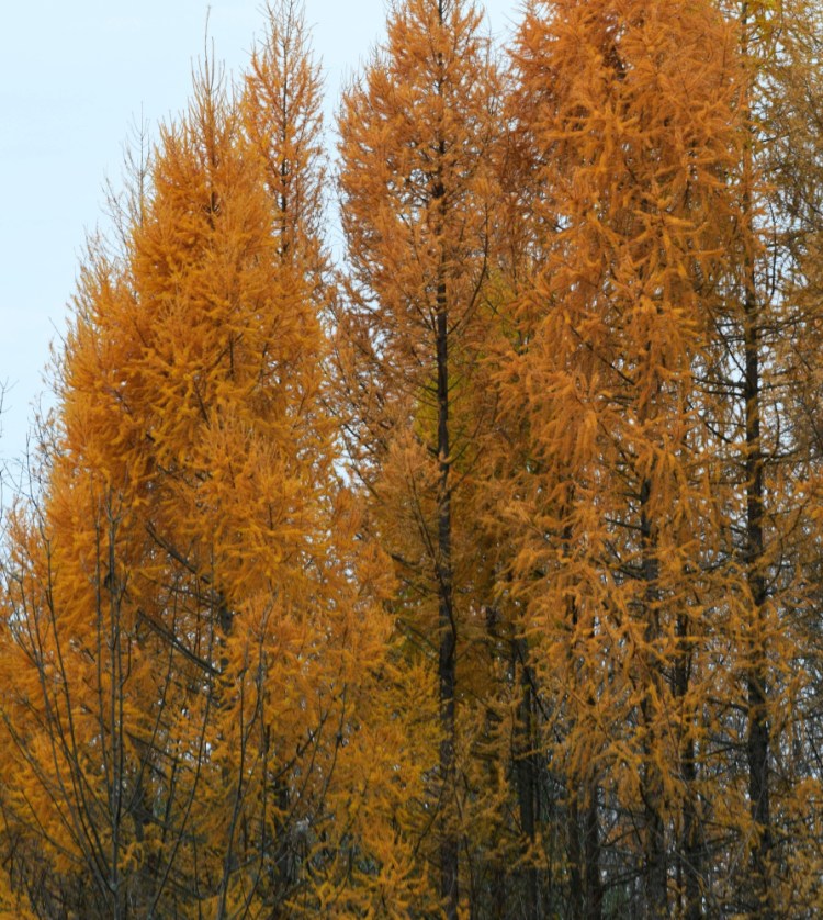 Even on a gray November afternoon, the tamaracks at the Unity park seem luminescent.