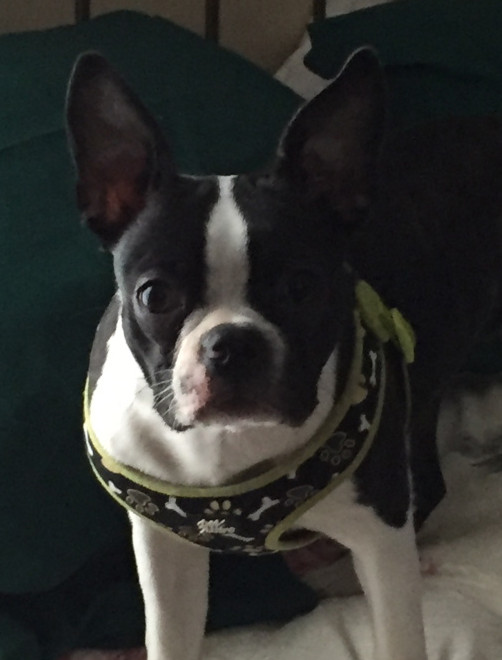 Fergie Rose, a 10-month-old Boston terrier, was killed during an attack by pit bulls in August.