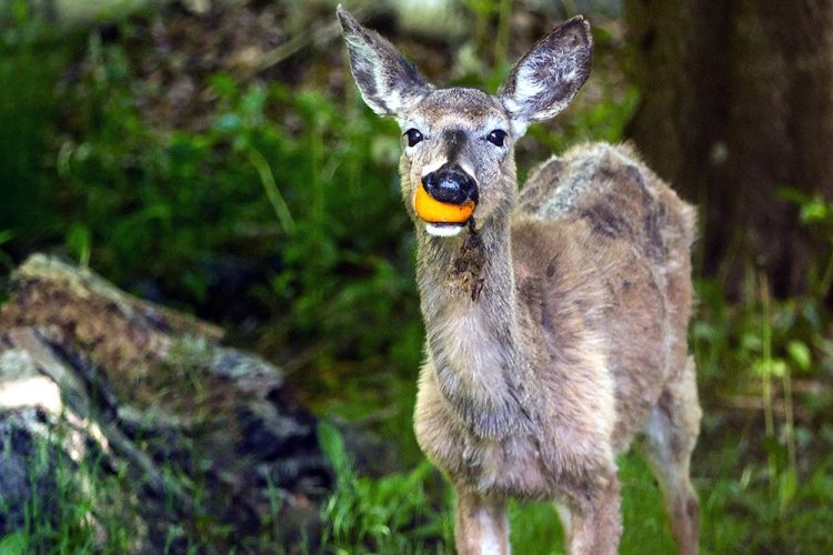 A deer munches on an orange it found in a compost heap on Peaks Island last summer. <em>Ben McCanna/Staff Photographer</em>