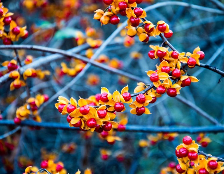 Asiatic bittersweet poses a serious threat to other species and to whole habitats because it twines around and grows over other vegetation.