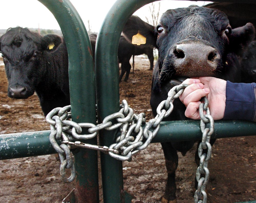 This Black Angus cow, named May, noses up to owner-farmer Mike Brown on Thursday at his Meadowbrook Farm in China. The farm and others in central Maine have been vandalized recently.