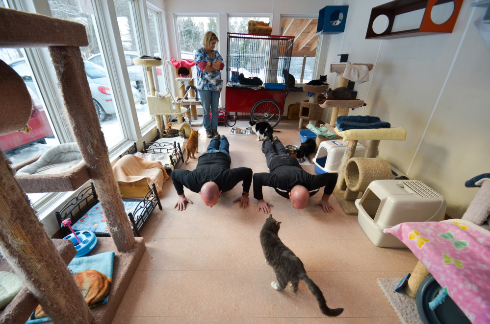 Cats show their appreciation Friday to Dave Dostie, of Augusta, left, and Tony Routh, Randolph, right, for raising funds to support cat shelter in Winthrop. Dostie and Routh offered to do push-ups in exchange for donations to the P.A.L.S. Shelter.