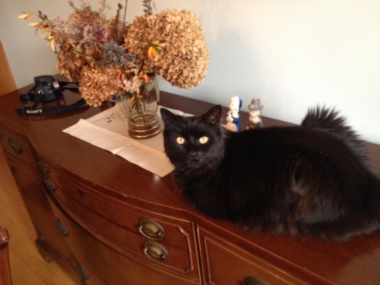 Amy Calder's cat, Pip, on Thanksgiving Day 2016.