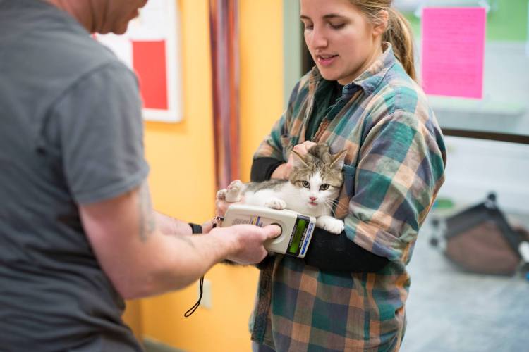 The kitten that was left outside in a taped up vacuum cleaner box at the front door of the Franklin County Animal Shelter Thursday.  