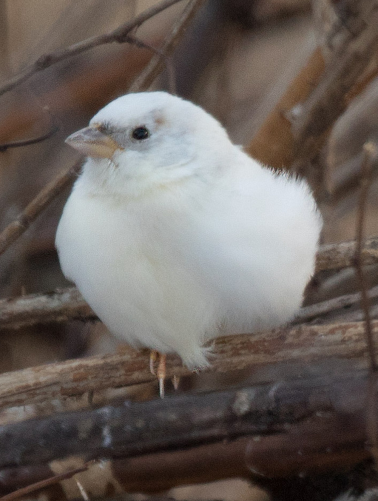 This white house sparrow, a frequenter of Peggy Blair's feeders in Clinton, likely has a condition called leucism.