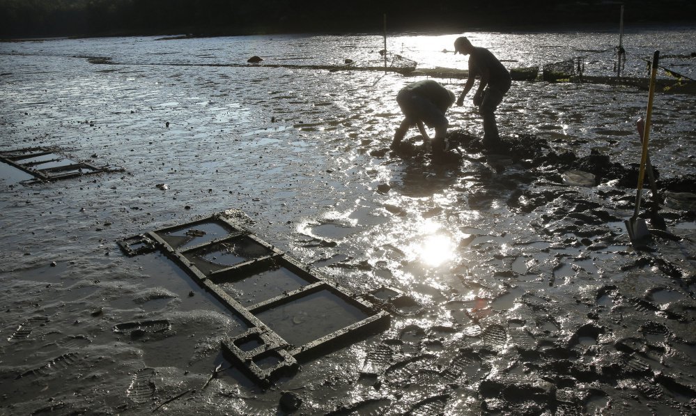 Mick Devin, a marine biologist and shellfish hatchery manager, and Dana Morse, an extension associate with Maine Sea Grant, place razor clams in 2015 in a test area at Lowe's Cove in Walpole. Sea Grant money funds scientific research, pollution monitoring, technical training and other services.