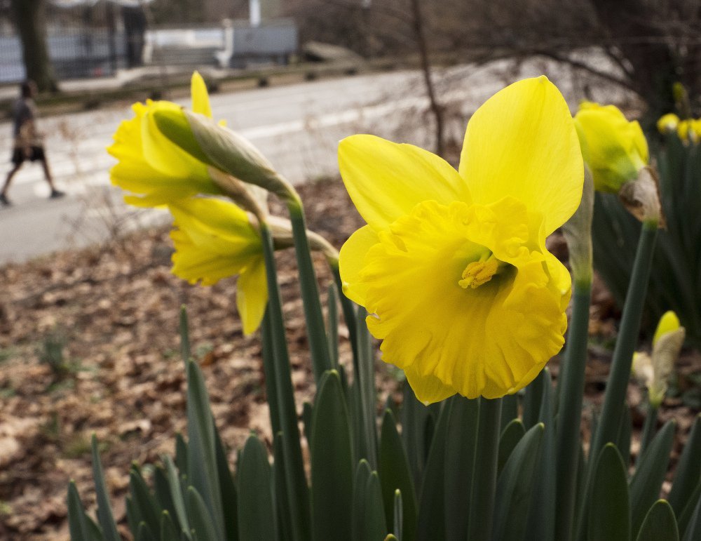 February daffodils bloom in New York's Central Park. Federal meteorologists say the month broke more than 11,700 local records.