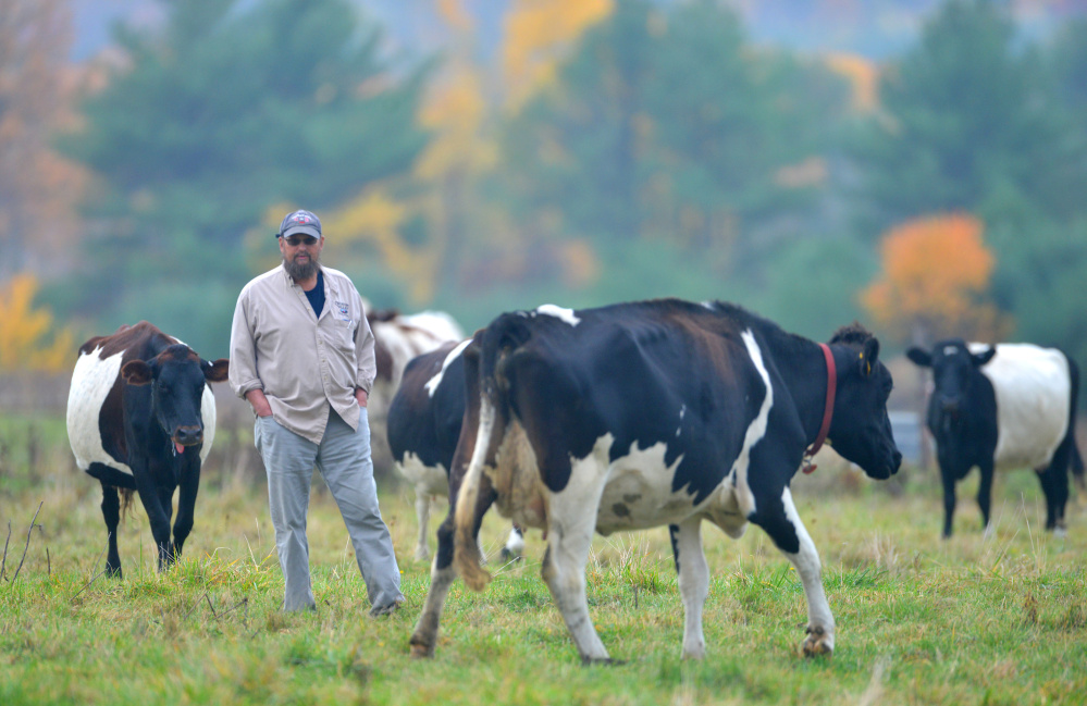 Steve Russell, a Winslow city councilman and member of the newly formed agriculture commission, walks among his field of bovines at his farm in Winslow on Oct. 21. Russell's farm is one of two Winslow applicants applying to receive relief of their assessed taxes back each year in exchange for their commitment to agricultural conservation.