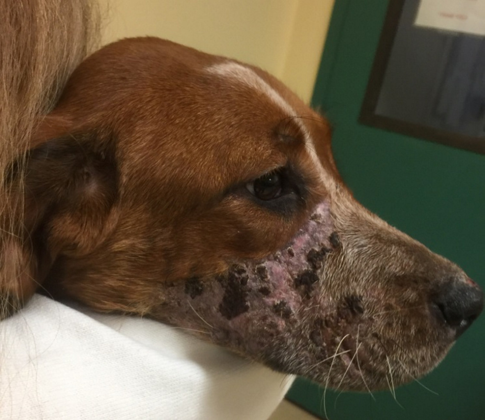 Veterinarians say this dog found running loose in Pittsfield was muzzled for an extended period of time, causing severe tissue damage.