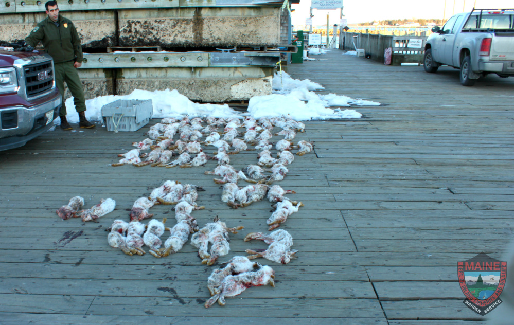 The Maine Warden Service released this photo showing snowshoe hares that were illegally shot on Great Duck Island in Frenchboro.