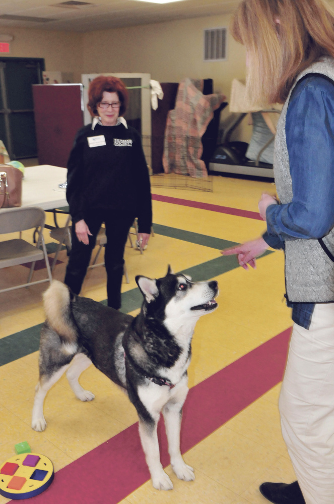 Dakota, a Husky that a judge recently ordered to be euthanized, appears to be the center of attention Thursday between Humane Society Waterville Area board member Joann Brizendine, left, and Director Lisa Smith at the Waterville animal shelter.