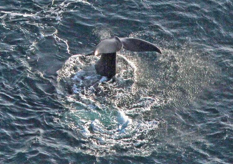 A right whale calf born in 2017 named Perdiddle slaps its tail in Cape Cod Bay where the whales have been feeding for the last several days. Right whales feed at or just below the surface and can be difficult to spot from ships and boats.