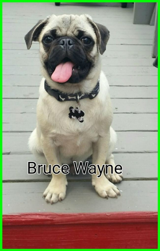 This dog, named Bruce Wayne, was bitten on neck by Dakota in January.