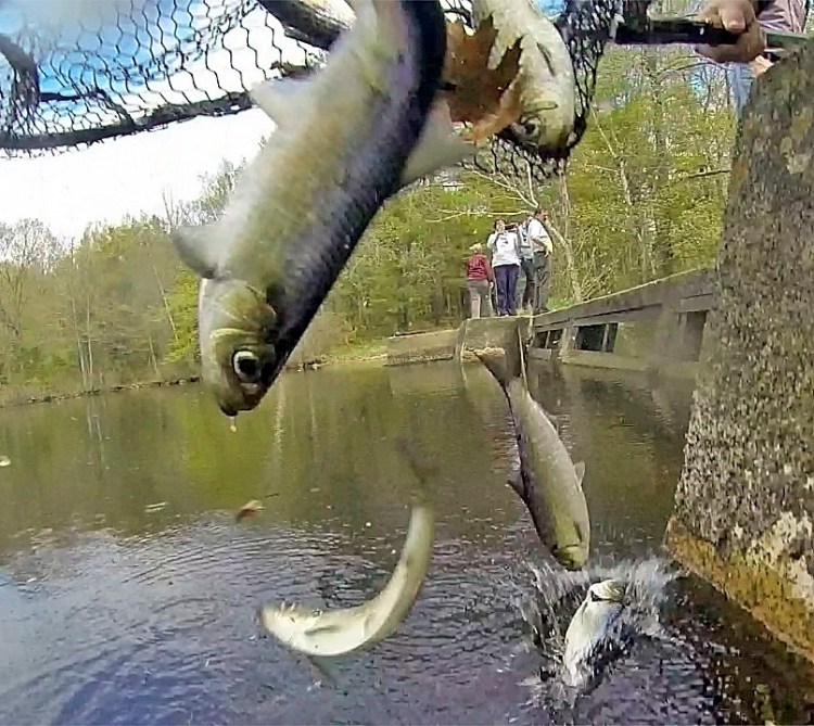 Alewives netted in Togus Stream on the other side of the dam are released into Lower Togus Pond  on May 16, 2014, in Chelsea. The association that owns the dam plans to ask the Augusta City Council on Thursday whether it will consider taking part ownership of the dam, particularly since it is a site where an alewife fishway is expected to be built.