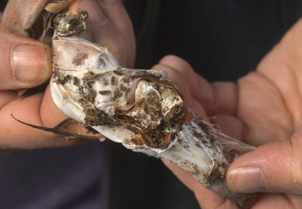 The browntail moth was blamed for defoliating 62,600 acres in Sagadahoc County alone last fall. School officials have decided to attack nests at athletic fields in Freeport with an organic pesticide.