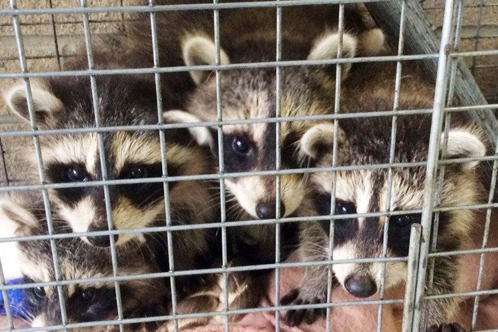 Raccoons can carry rabies, including this trio that was left on the doorstep of the Westchester County Department of Health in New Rochelle, N.Y., in 2014.