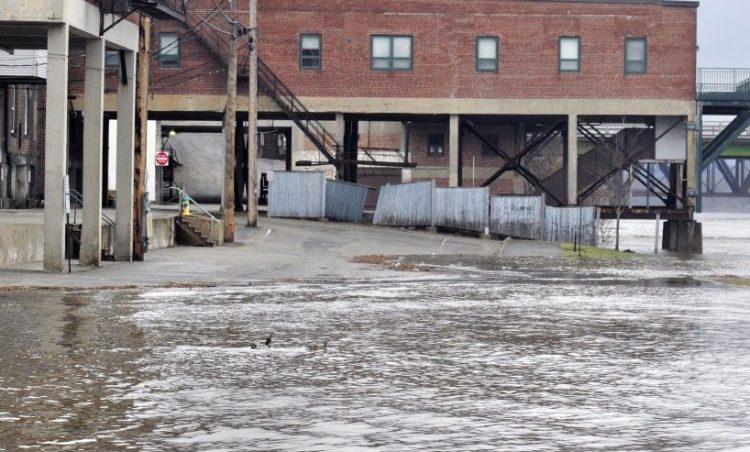 Ducks swim through Kennebec River floodwater April 12 in the north end of the Front Street parking lot in downtown Augusta.