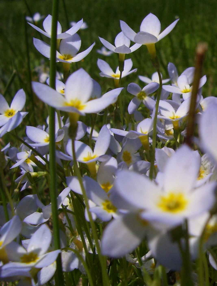 Bluets in Troy in May.