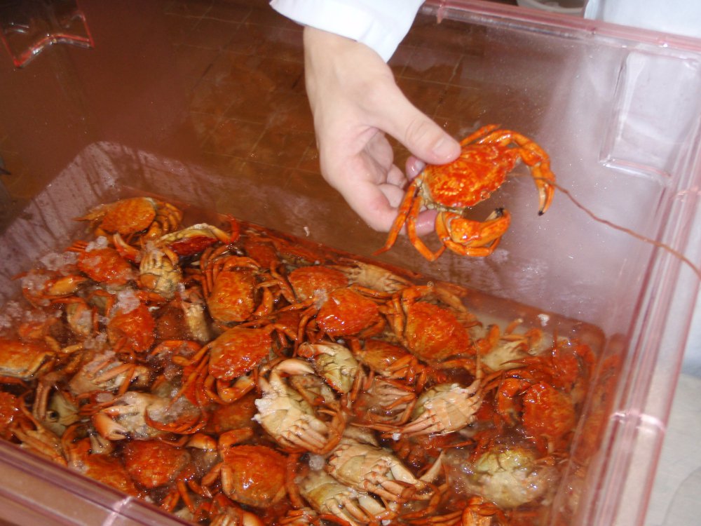 Food scientist Joseph Galetti holds a fully cooked green crab with a thermocouple stuck in its eye in Orono in this 2010 photo. Galetti was part of a team of University of Maine researchers who worked to turn the invasive crabs into a food product that would give fishermen an incentive to catch them. The crabs turn red when cooked.