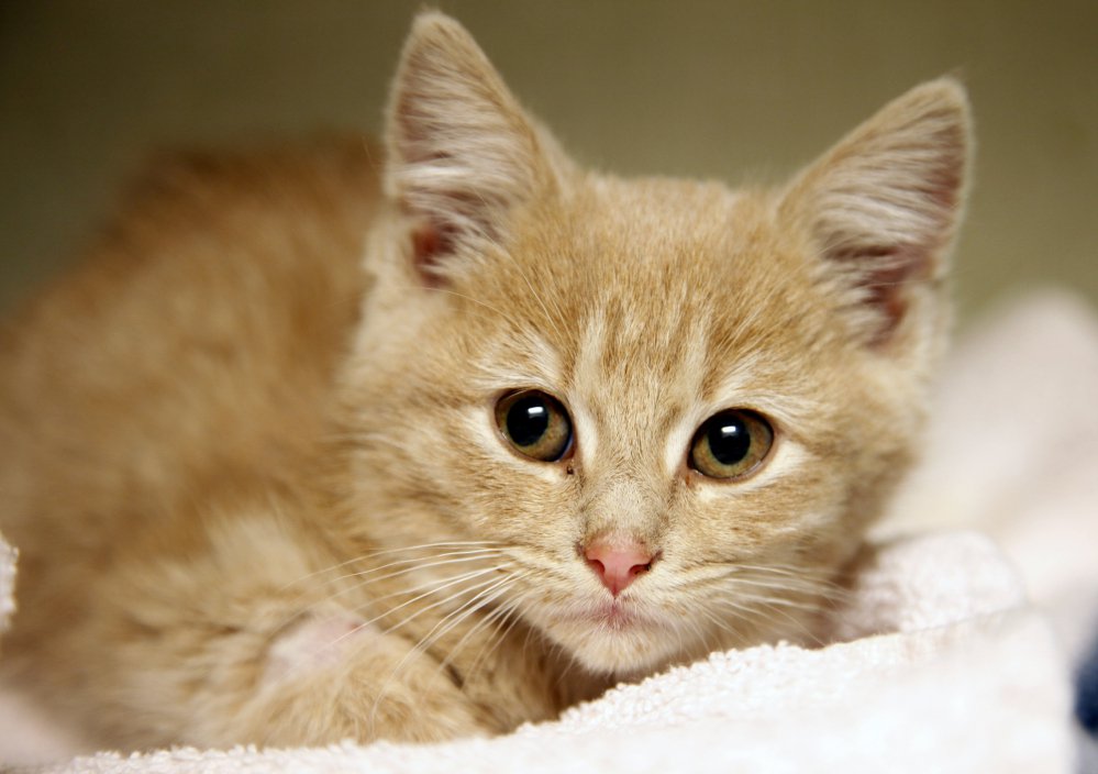 Making cats members of the household may have begun 10,000 years ago.