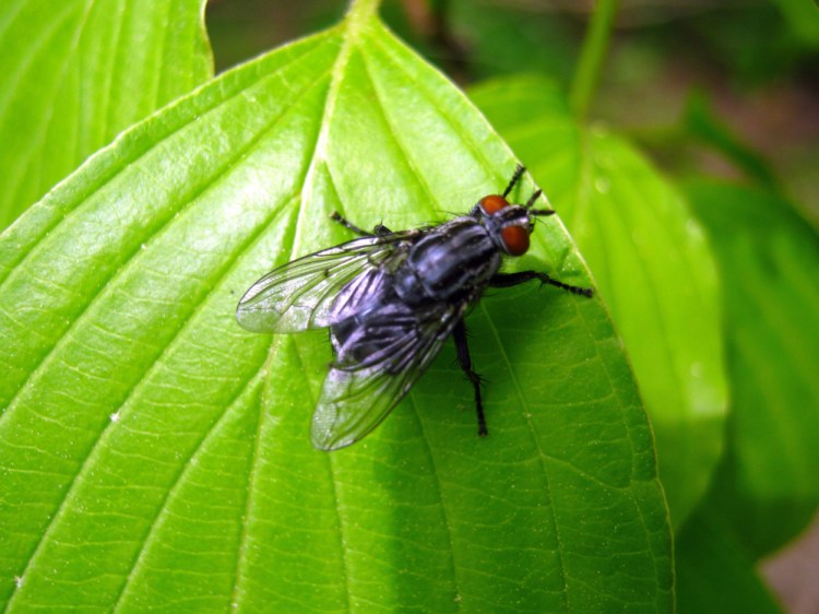 Housefly in Troy.