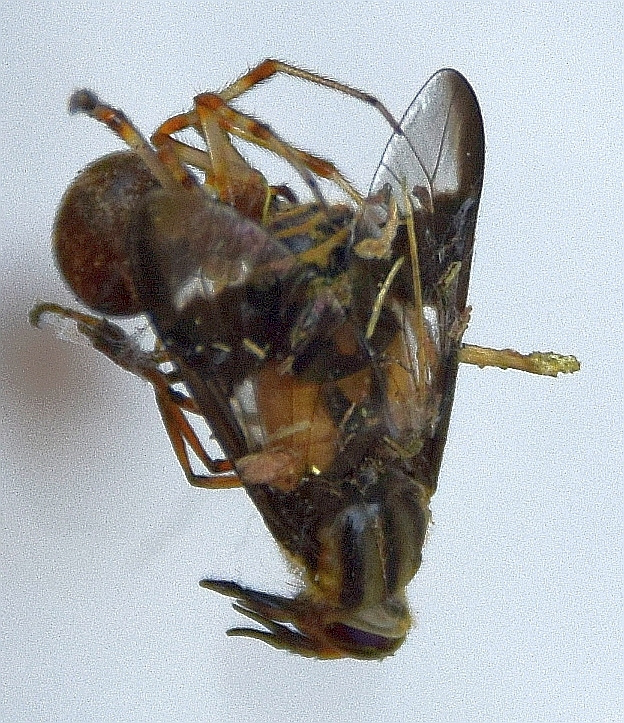 A house spider makes a meal out of a deer fly in Unity.