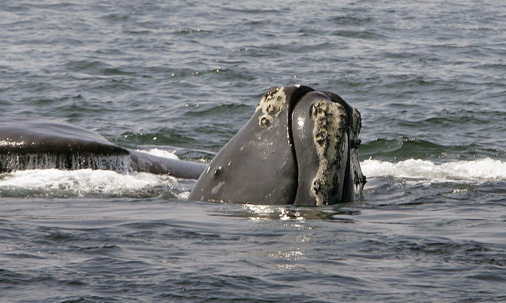 The head of a North Atlantic right whale peers up from the water as another whale passes behind near Provincetown, Mass. 