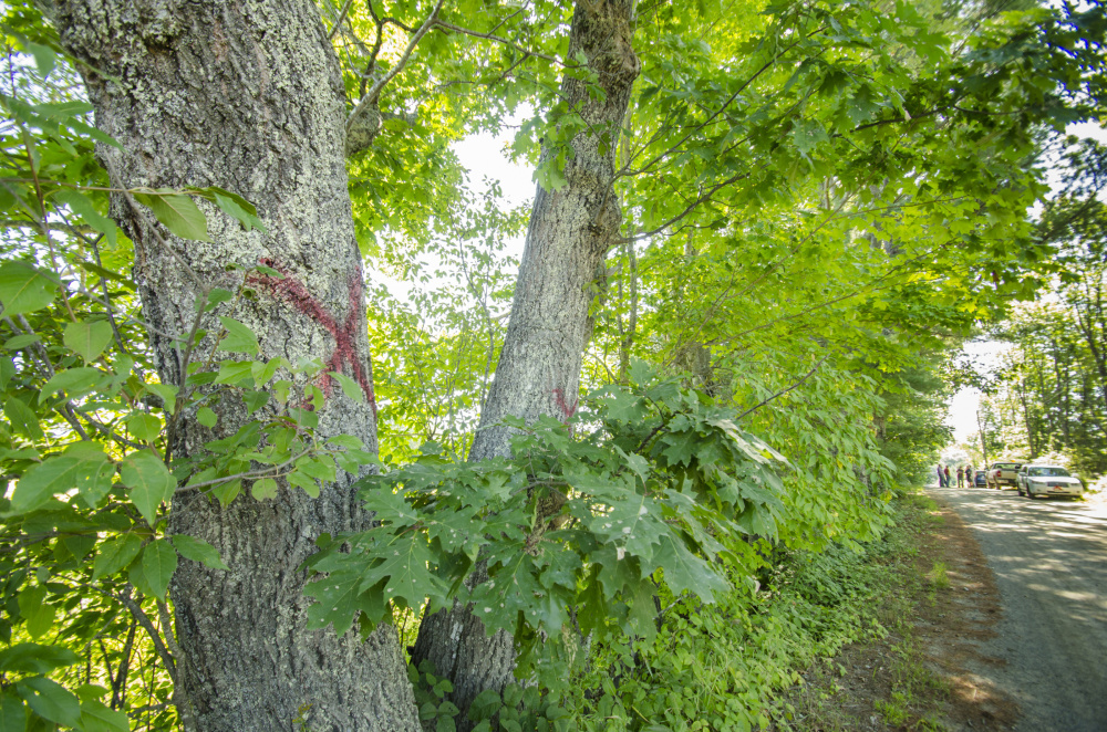 Some trees on Hollywood Boulevard in Whitefield have been marked and could be cut down because they are too close to the road.